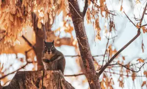 Douglaska Tisolistá