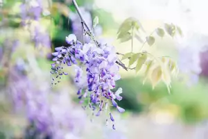 Wisteria