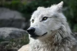Lupy