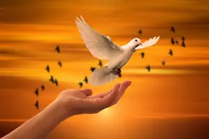 Dove