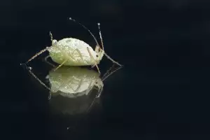 Hnidy