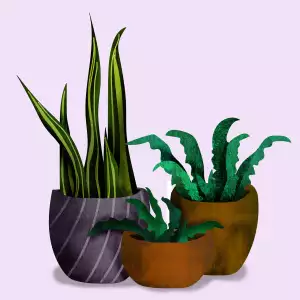 Sansevieria