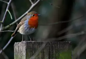 Pasti Na Myši