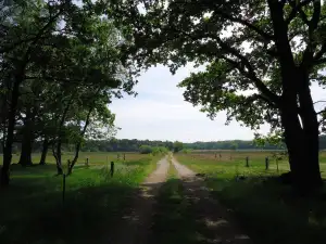 Čalouněná Postel