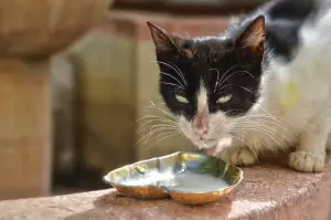 Ostropestřec Tablety